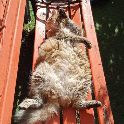 Mon chat sur fond orange qui aime bien The Code